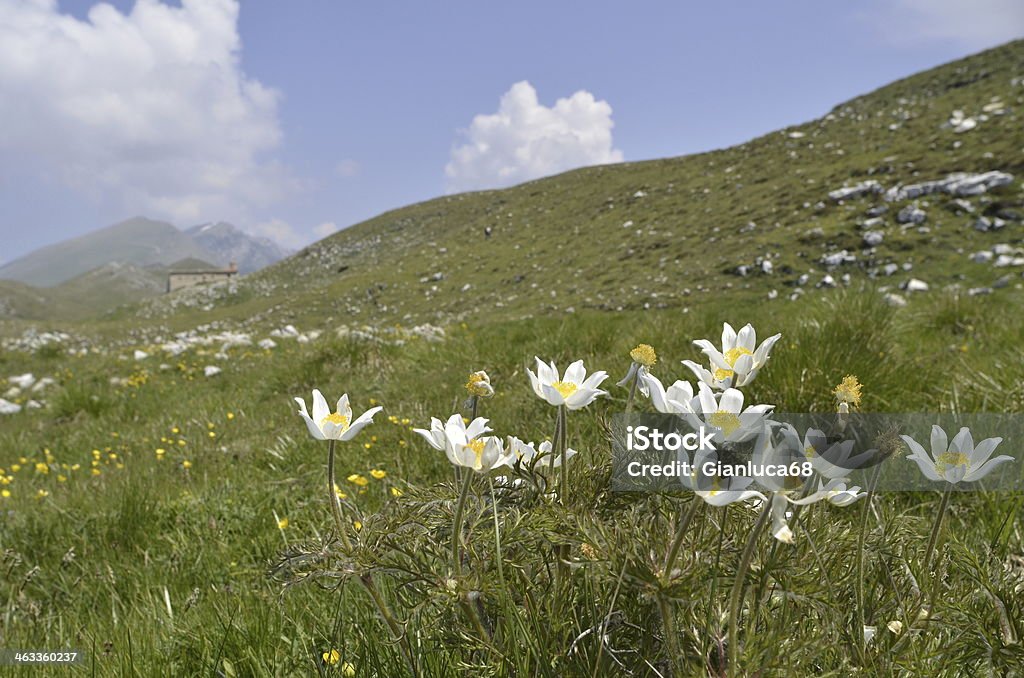 Alpine Landschaft mit Blumen im Vordergrund - Lizenzfrei Alba Stock-Foto