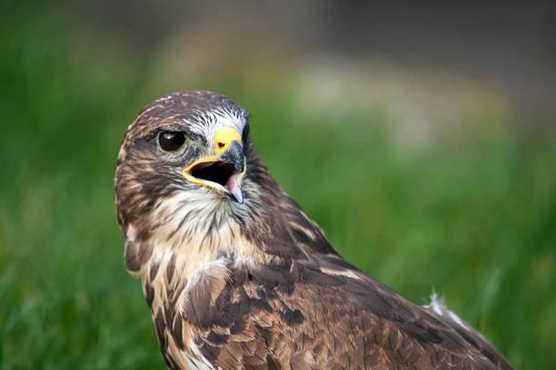 photo of a Bird of prey