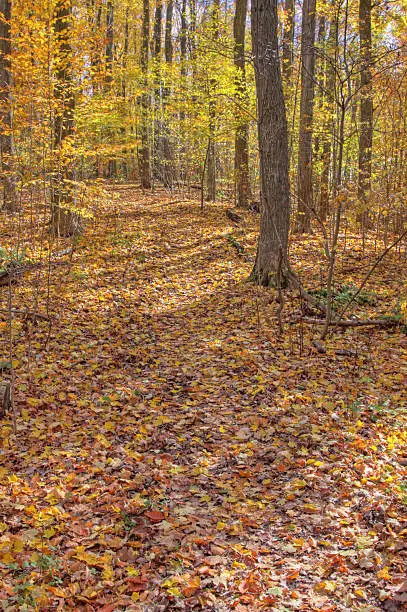 Photo of Fall Trail in the Woods