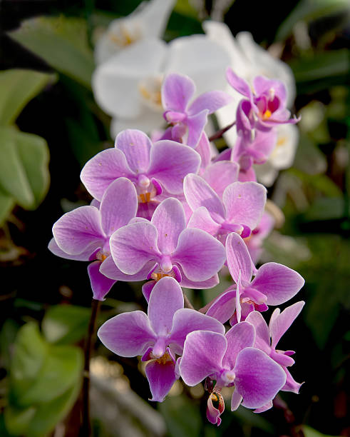 istock beautiful violet orchid 463361977