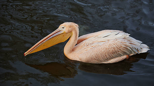 istock Pelican searching for food 463363463