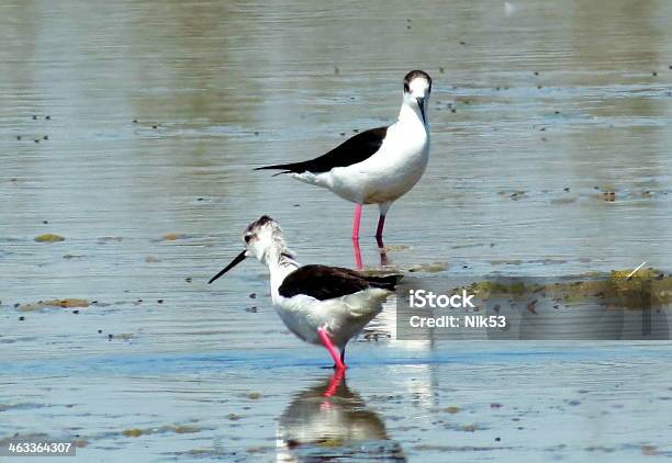 Snipes No Lago - Fotografias de stock e mais imagens de Animal - Animal, Ao Ar Livre, Azul