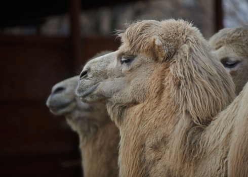Closeup of a Camels Head and Shoulders