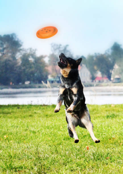 istock frisbee australian cattle dog flying 463364933