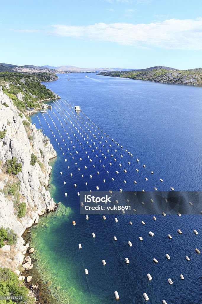 Mussel farm Mussel farm in Sibenik, Croatia Agriculture Stock Photo