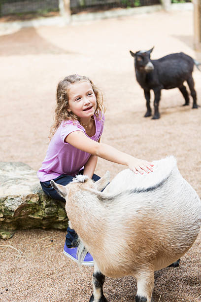 istock Girl in petting zoo 463375775