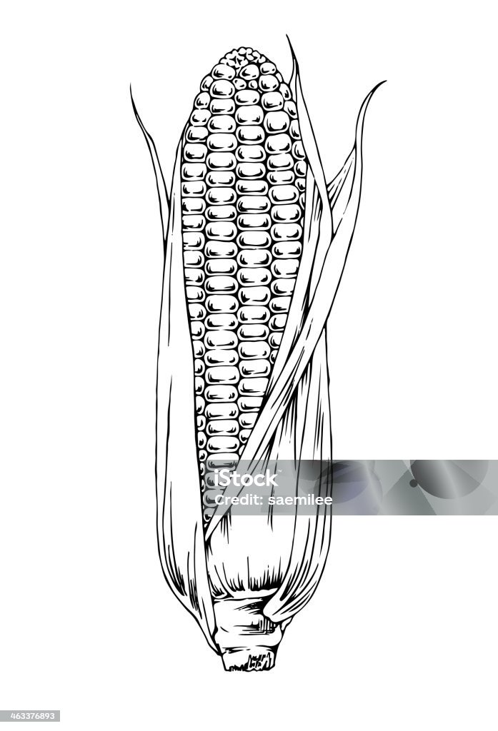 Drawen Corn Hand Drawn Corn Stock Illustration - Download Image Now - Corn, Corn ...