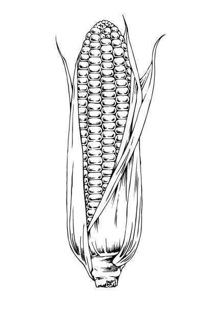 Vector illustration of Hand Drawn Corn