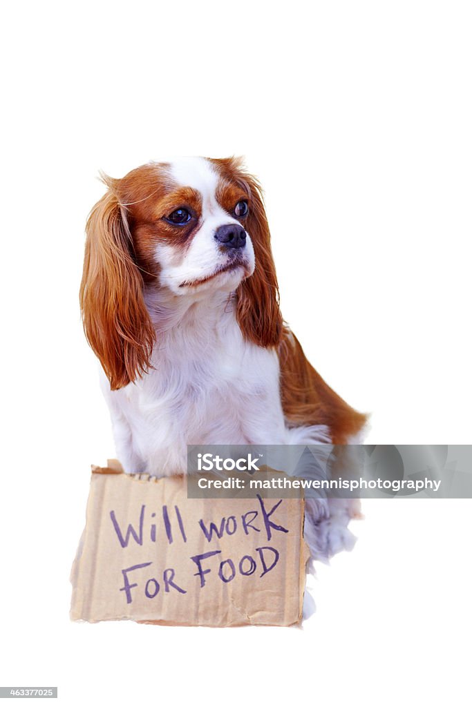 Cane con un cartello di cartone - Foto stock royalty-free di Animale