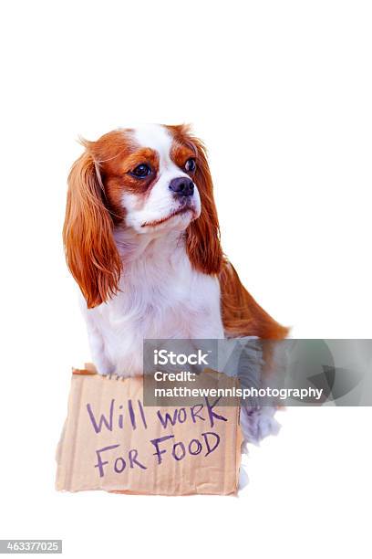 Cane Con Un Cartello Di Cartone - Fotografie stock e altre immagini di Animale - Animale, Animale da compagnia, Aspettare