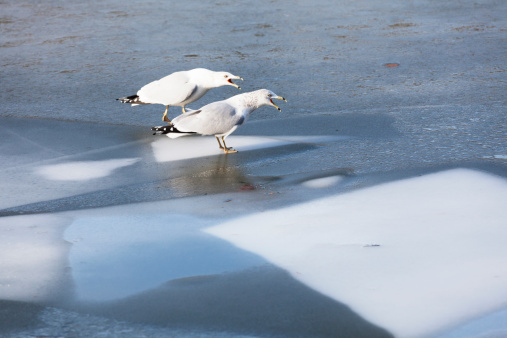 Noisey gulls stand and squak. 2 gulls stand in the middle of a frozen pond demanding snacks from passersby. Winter scene. Ice and slightly melted ice form interesting patchwork-like shapes. Both birds have their beaks open and are facing to the right.