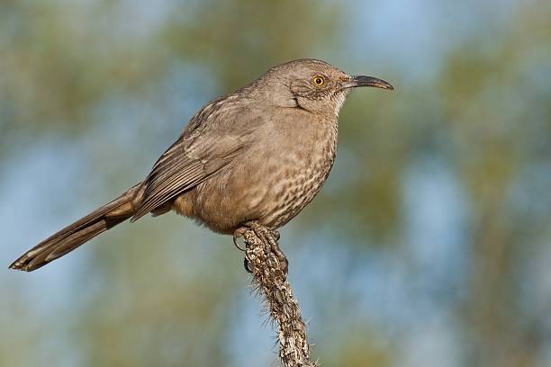 Curve-Billed Thrasher The Curve-Billed Thrasher (Toxostoma curvirostre) is a medium sized songbird that is native to the southwestern United States and much of Mexico. It is a non-migratory species living primarily in the desert environment. This bird was photographed in a desert area in Green Valley, Arizona, USA. jeff goulden sonoran desert stock pictures, royalty-free photos & images