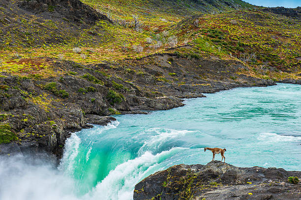 paine fluss und den wasserfall salto grande - magallanes y antartica chilena region stock-fotos und bilder