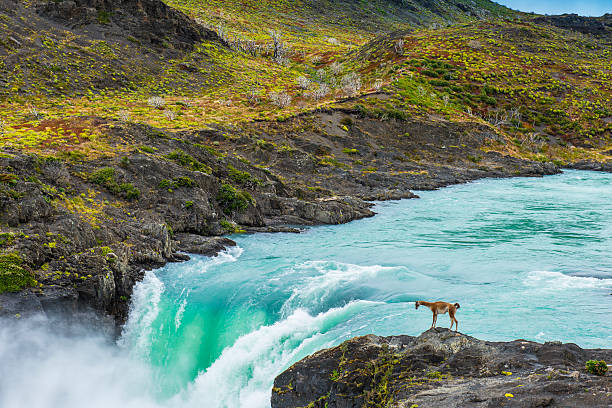 Paine River and Salto Grande waterfall A guanaco observes the huge flow of water of Paine River as it cascades over Salto Grande waterfall tierra del fuego archipelago photos stock pictures, royalty-free photos & images