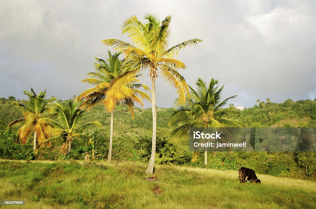 Exotische Palmen im Feld - Lizenzfrei Anhöhe Stock-Foto