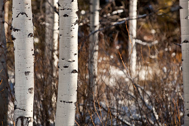 árvores de bétula - silver birch tree imagens e fotografias de stock