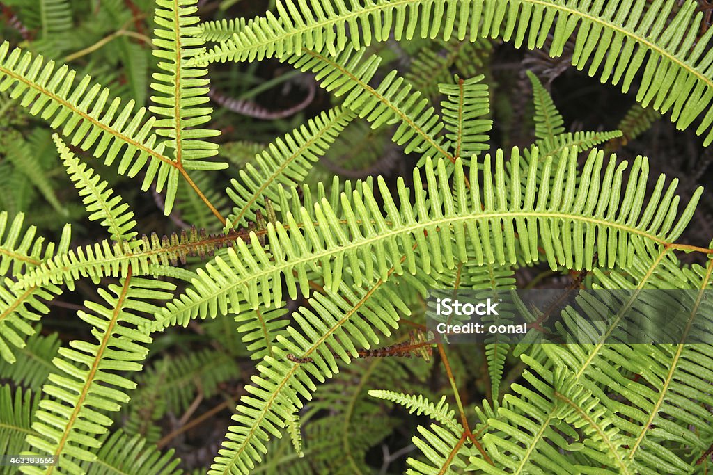 branches de VERT FOUGÈRE - Photo de Abstrait libre de droits