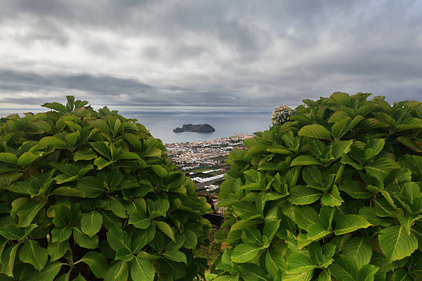 istock Panoramic view of the Vila Franca Islet through hydrangeas 463384329