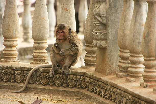 istock Long-tailed macaque playing at Phnom Sampeau, Battambang, Cambodia 463385111
