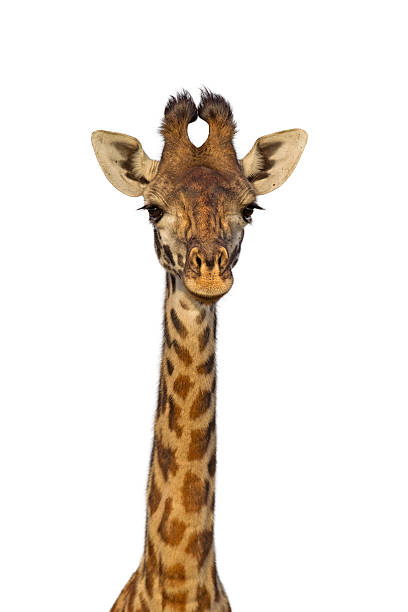giraffa masai isolato - masai giraffe foto e immagini stock