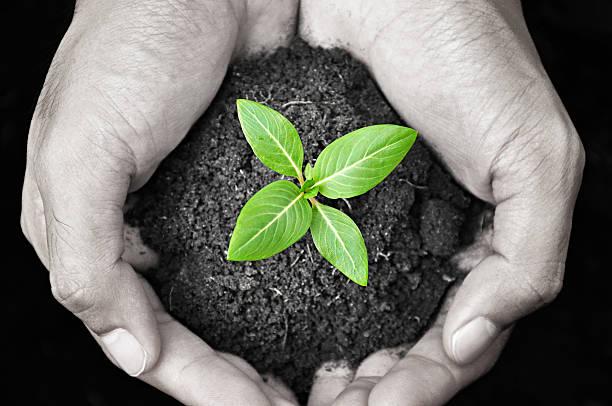 istock Green young plant in the palms 463387049