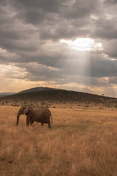 Elephant marching alone with sunrays through cloudy sunset in Masai Mara National Park,  Kenya