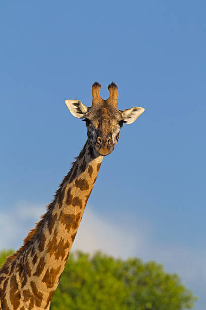 giraffa masai - masai giraffe foto e immagini stock