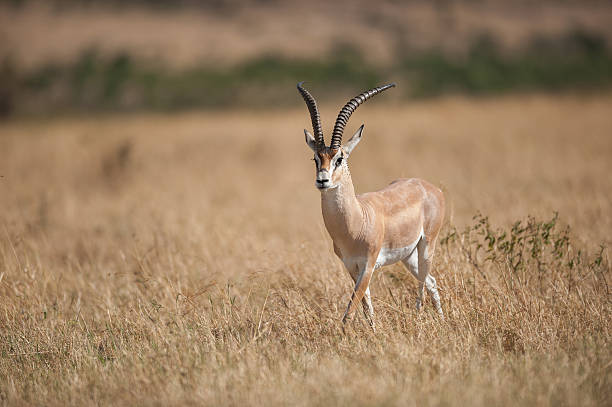istock Grant's gazelle, Gazella granti 463394653