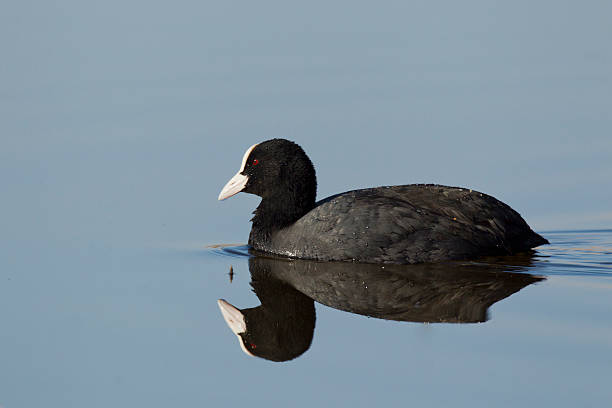 istock Blaesshuhn, Fulica atra, Eurasian Coot 463395103