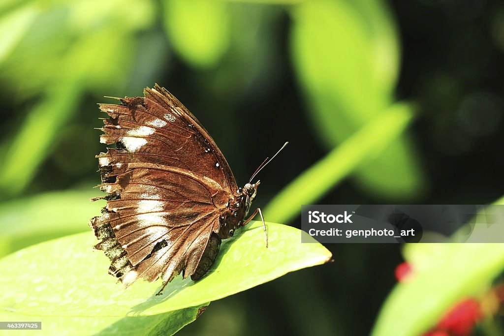 mariposa - Foto de stock de Aire libre libre de derechos
