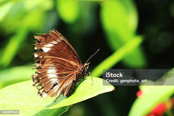 Mariposa Foto de stock y más banco de imágenes de Aire libre - Aire libre, Aislado, Ala de animal