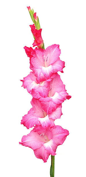 istock Closeup of pink gladiolus flower 463397457