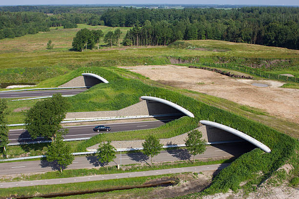 vista aérea de un cruce de vida silvestre - highway traffic aerial view netherlands fotografías e imágenes de stock