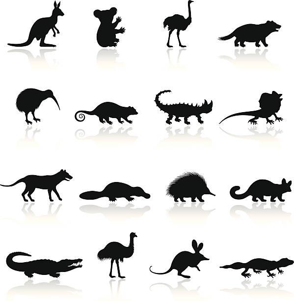 ilustraciones, imágenes clip art, dibujos animados e iconos de stock de australian animal icon set - australian culture illustrations