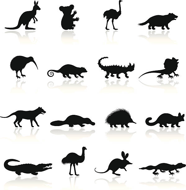 Australian Animal Icon Set High Resolution JPG,CS5 AI and Illustrator EPS 8 included. Each element is grouped and layered separately. Very easy to edit.  kiwi bird stock illustrations