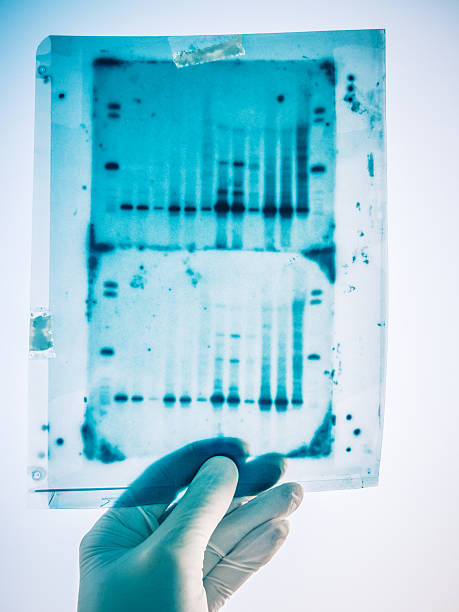 результаты генетического анализа днк - dna sequencing gel dna laboratory equipment analyzing стоковые фото и изображения