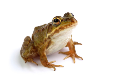 Marsh frog looking up on white background