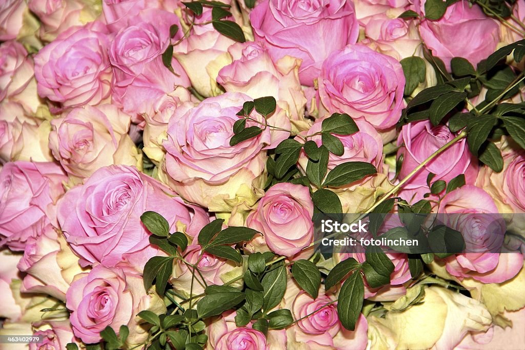 Rosa Rosen - Lizenzfrei Blume Stock-Foto