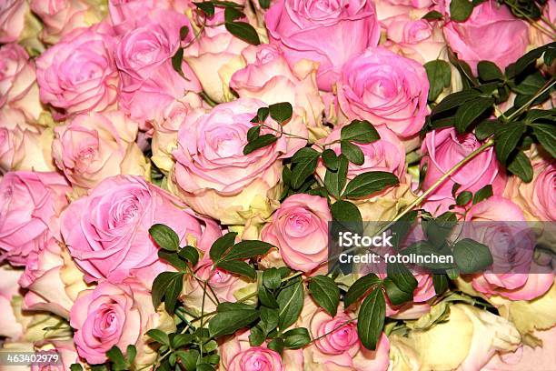 Rosa Rosen Stockfoto und mehr Bilder von Blume - Blume, Blumenbouqet, Blumenstrauß
