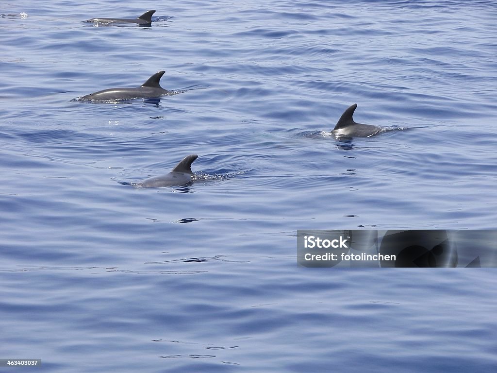 Vier dolphins - Lizenzfrei Aktivitäten und Sport Stock-Foto