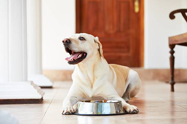 hambre de perro - labrador amarillo fotografías e imágenes de stock