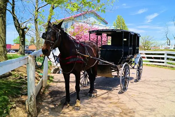 Photo of Amish buggy in the springtime