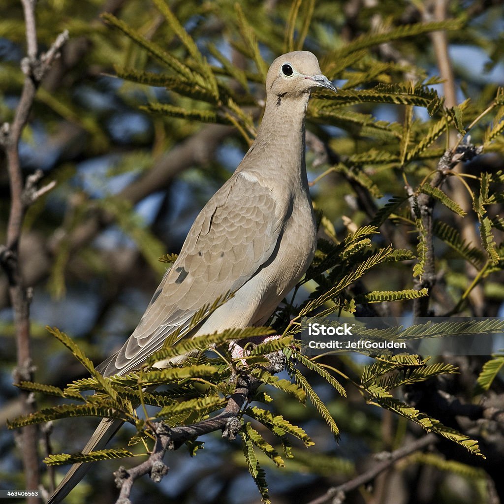 Mourning Dove - Lizenzfrei Arizona Stock-Foto