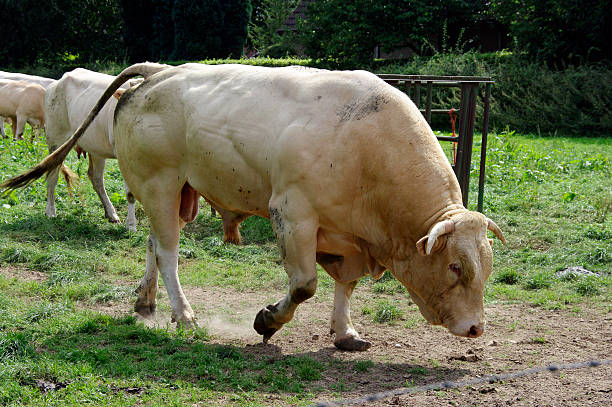 istock Bull walking in the meadow 463411559