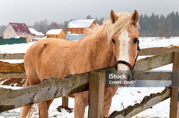 Cavallo - Fotografie stock e altre immagini di Ambientazione esterna - Ambientazione esterna, Amicizia, Animale