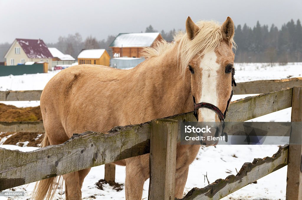 Cavalo - Royalty-free Aldeia Foto de stock