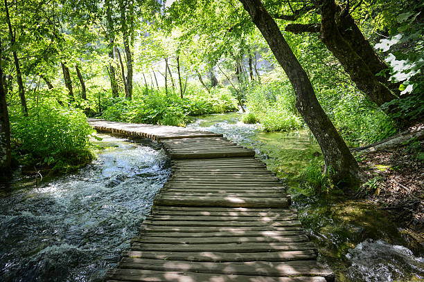 istock Wooden Hiking Path or Trail over Water 463413851