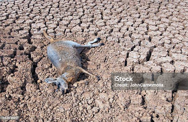 Siccità - Fotografie stock e altre immagini di Animale - Animale, Animale morto, Australia