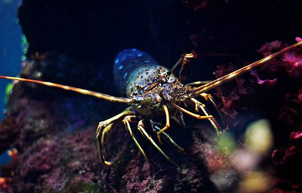 istock Lobster in the aquarium 463416159