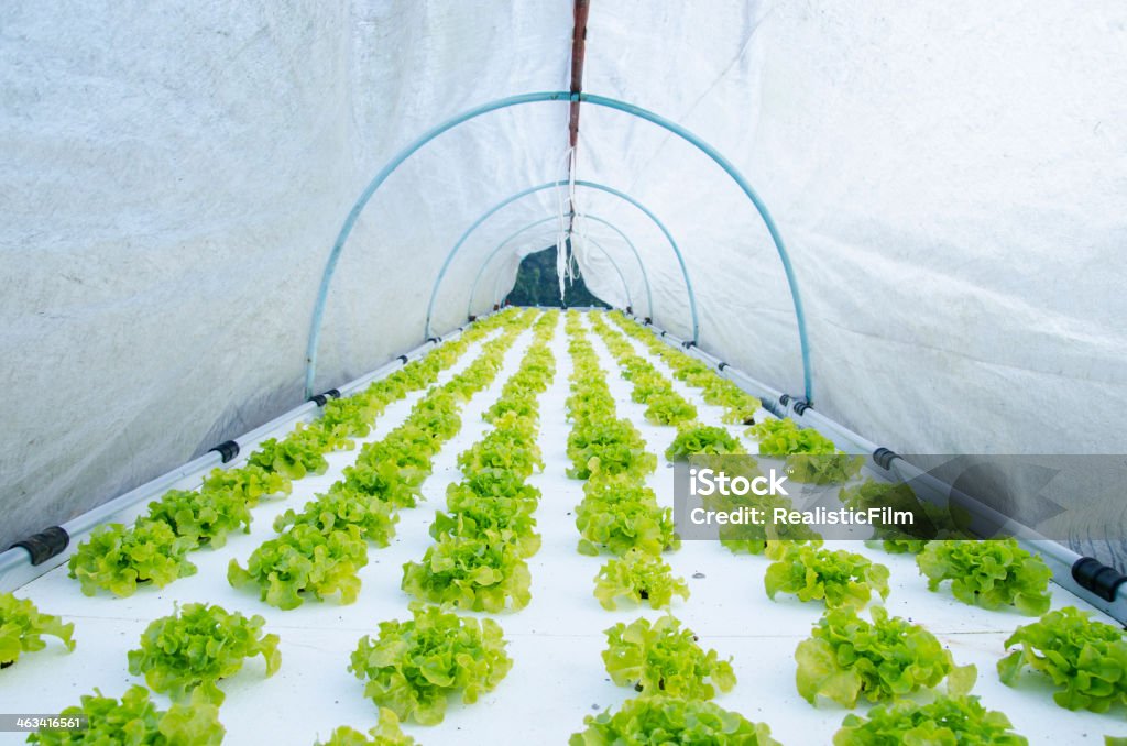 水栽培野菜 - アジア大陸のロイヤリティフリーストックフォト